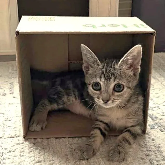 A baby small-sized female Brown / Chocolate Domestic Short Hair cat named Trustworthy Tiger for adoption in Austin, TX