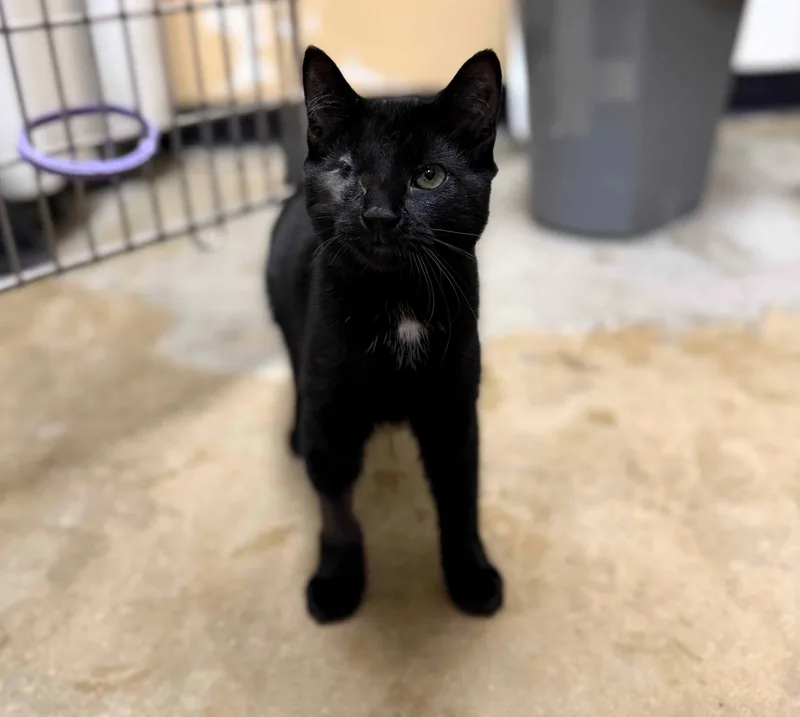 A young small-sized female Black Domestic Short Hair cat named Branle for adoption in Seven Valleys, PA