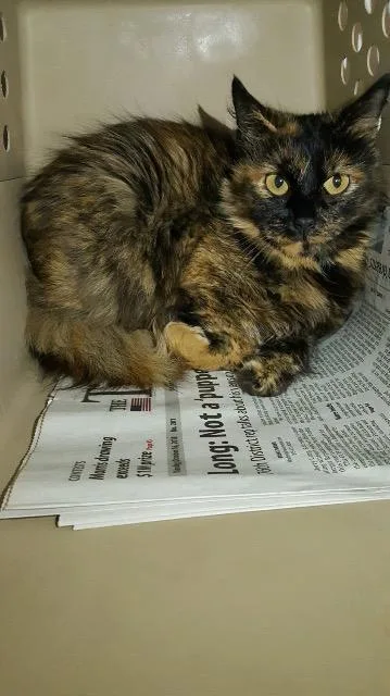 Meghan Markle thumbnail 2