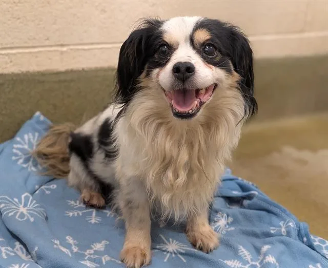 An adult small-sized male Cavalier King Charles Spaniel dog named A for adoption in Moreno Valley, CA