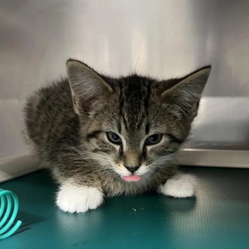 A baby small-sized male Brown / Chocolate Domestic Short Hair cat named Benchmark for adoption in Mentor, OH