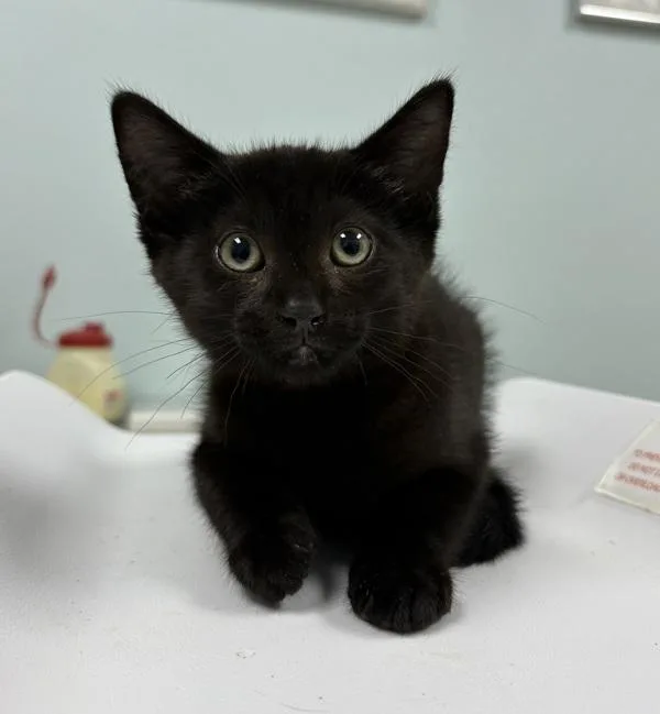 A baby medium-sized female Domestic Short Hair cat named Fajita for adoption in Sioux City, IA