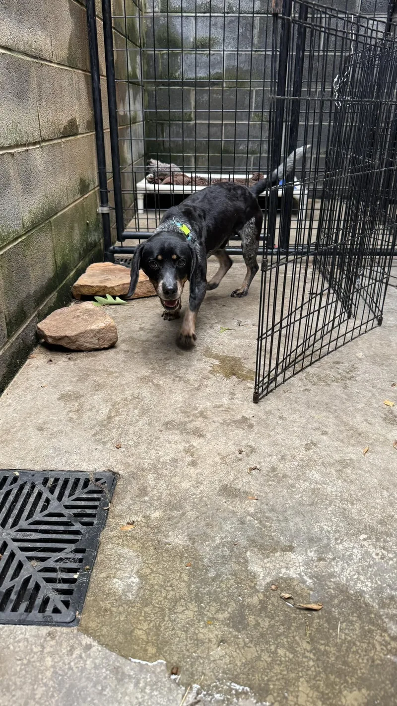 An adult small-sized male Beagle dog named Rook for adoption in Knoxville, TN