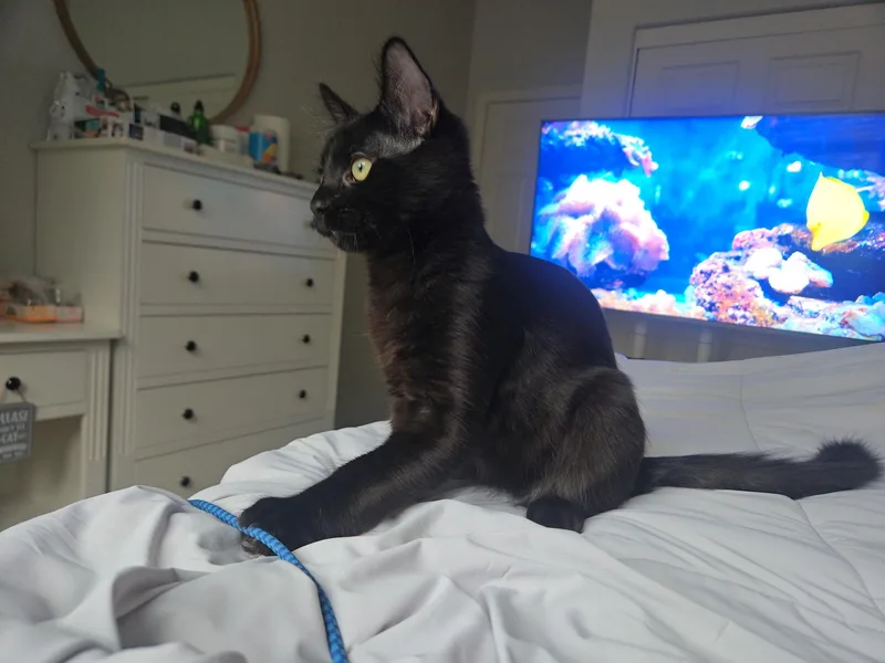 A baby medium-sized male Black Domestic Medium Hair cat named Ghost Pepper for adoption in Norco, CA