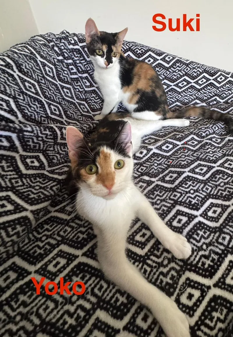 A young small-sized female Calico Domestic Short Hair cat named Suki & Yoko Bonded for adoption in Boca Raton, FL