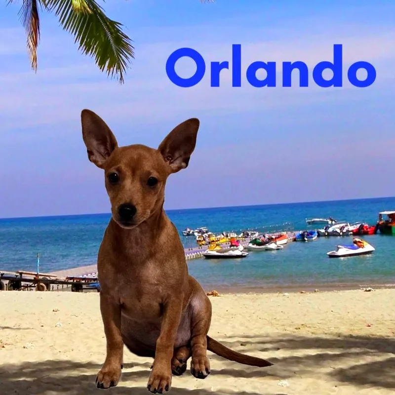 A young small-sized male Red / Chestnut / Orange Mixed Breed dog named Orlando for adoption in Joliet, IL