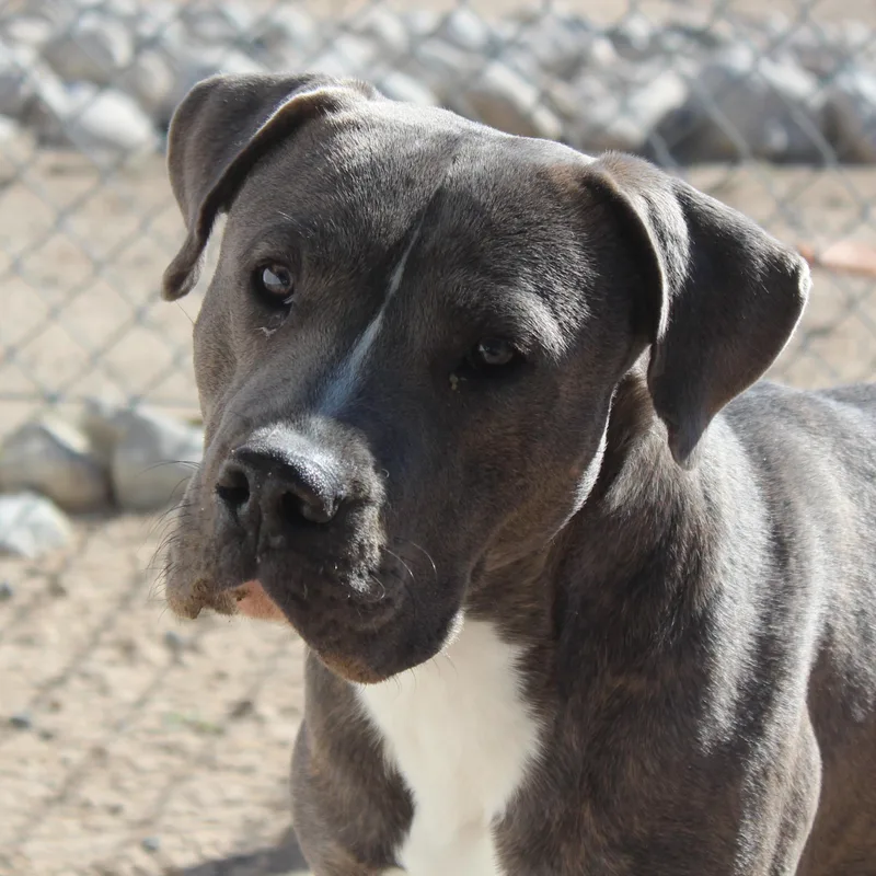 An adult large-sized male Brindle Pit Bull Terrier dog named Patrick for adoption in Yucca Valley, CA
