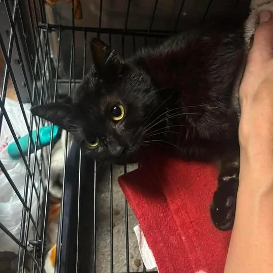 A young medium-sized female Black Domestic Short Hair cat named Ruby for adoption in Shawnee, KS