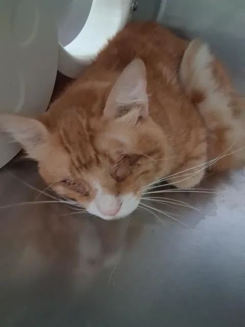 A young medium-sized male Domestic Medium Hair cat named Old Hero for adoption in Bakersfield, CA