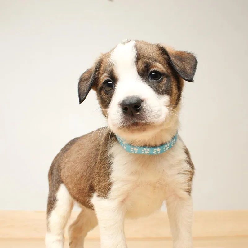 A baby medium-sized female Brown / Chocolate German Shepherd Dog dog named Helga D for adoption in Minnetonka, MN