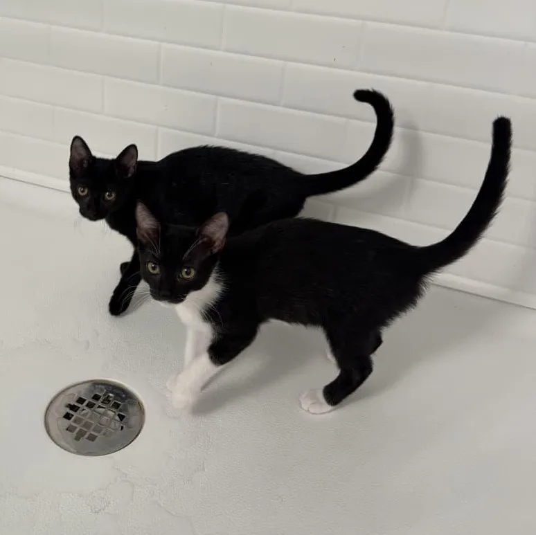 A baby medium-sized female Black Domestic Short Hair cat named Nala for adoption in Honolulu, HI