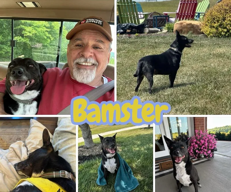 A young medium-sized male Black Labrador Retriever dog named Bamster Dogcatkid Friendly for adoption in Chuckey, TN