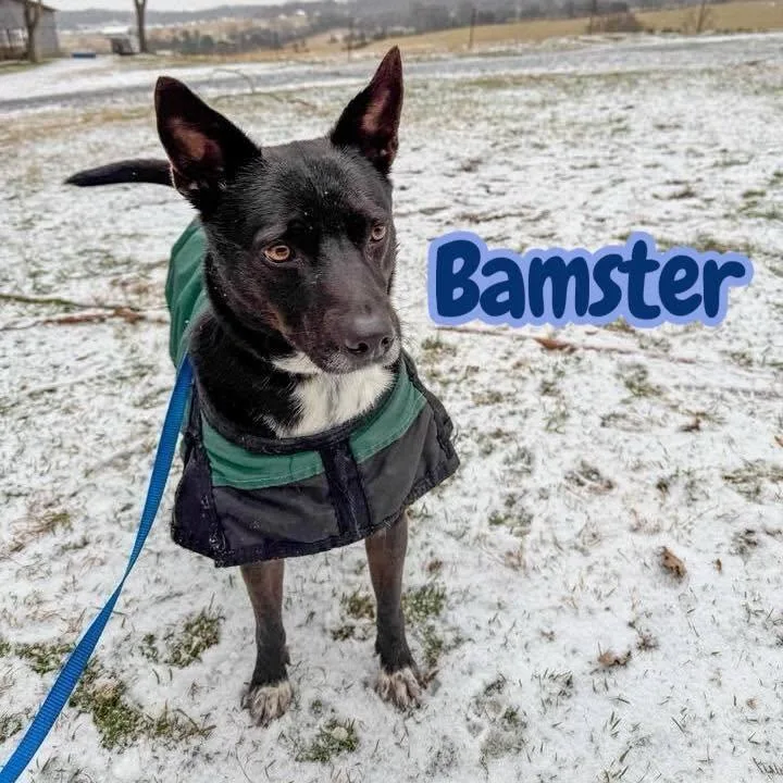 Bamster  Dogcatkid Friendly thumbnail 2