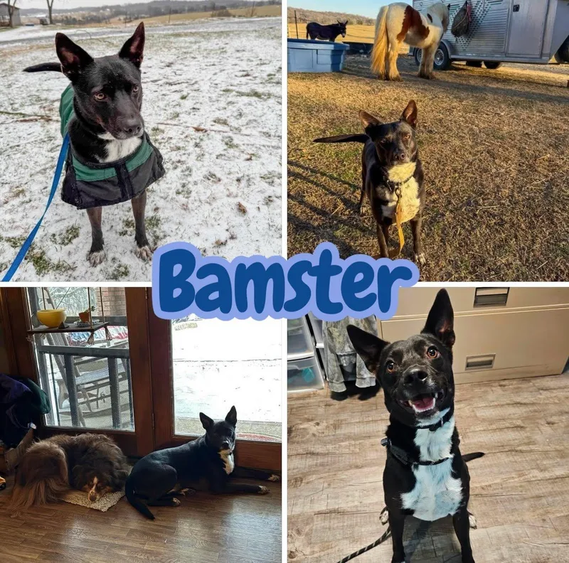 Bamster  Dogcatkid Friendly thumbnail 3