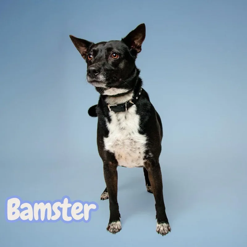 Bamster  Dogcatkid Friendly thumbnail 4