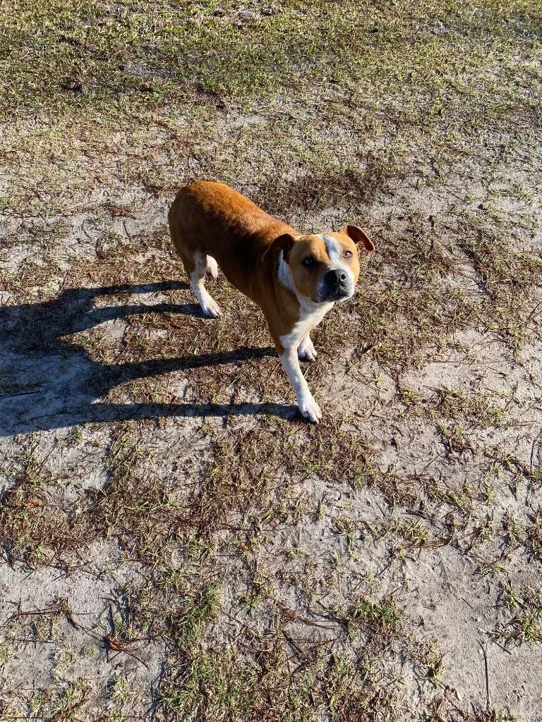 A young medium-sized female Pit Bull Terrier dog named Lizzy Camden for adoption in Woodbine, GA