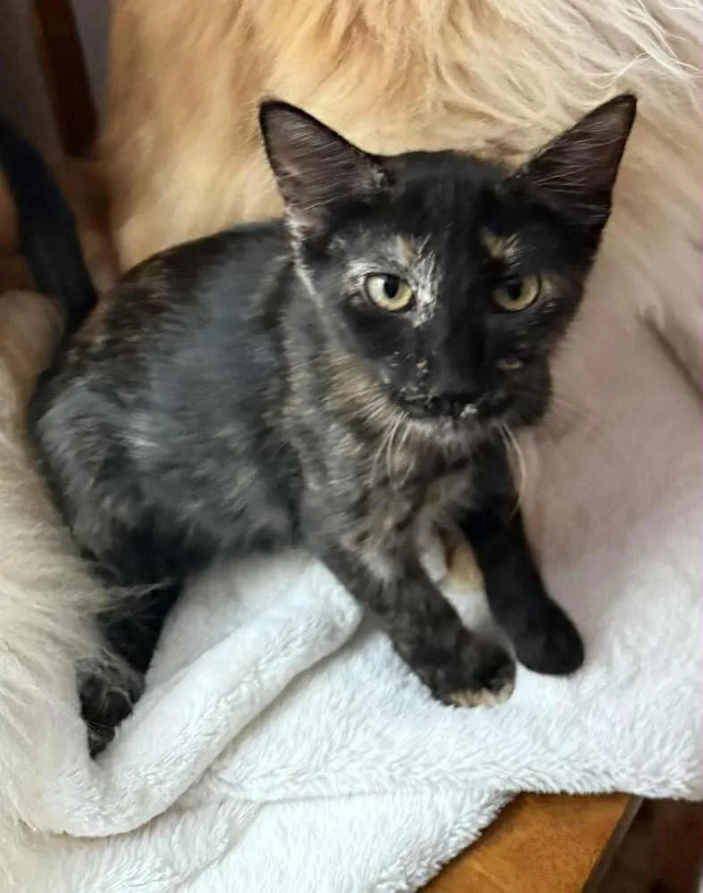 Dandelion thumbnail 2