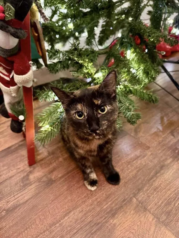 Dandelion thumbnail 3