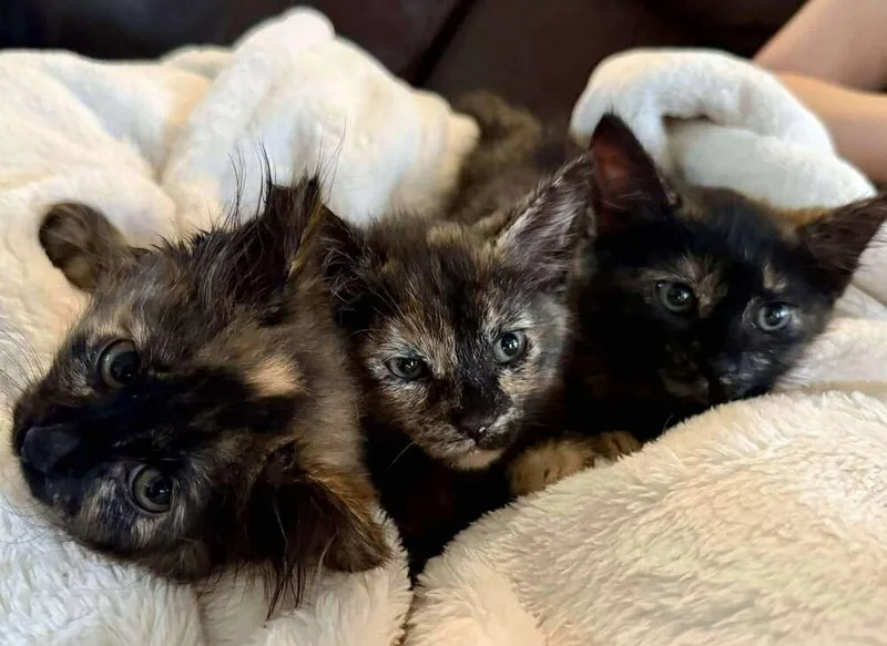 Dandelion thumbnail 4