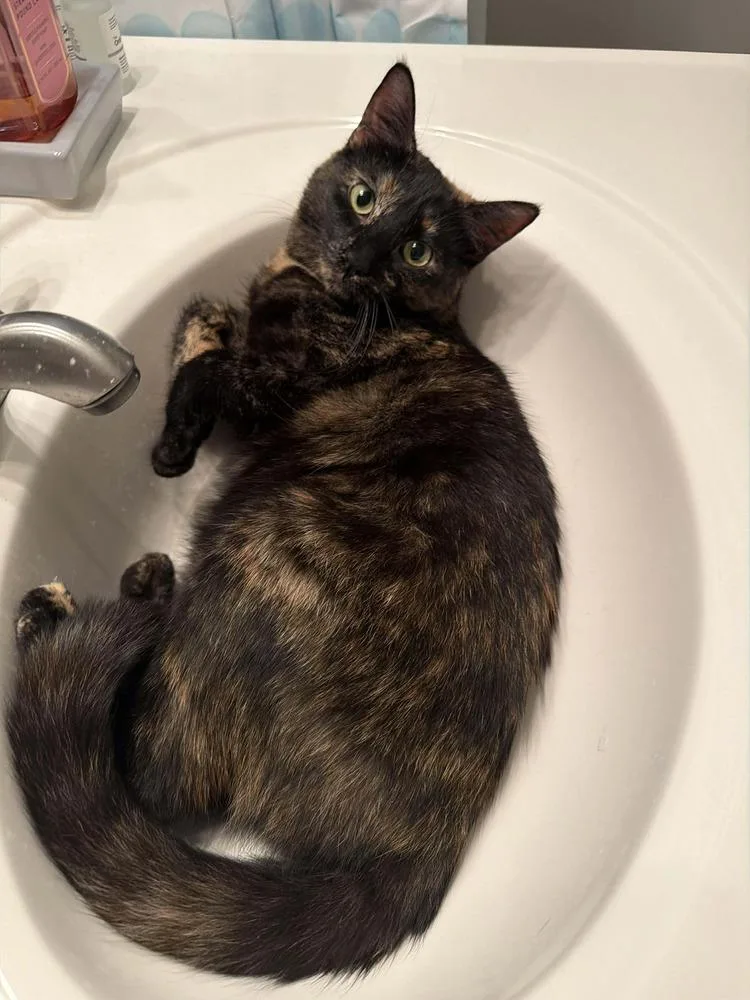 Dandelion thumbnail 5