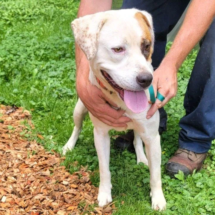 An adult medium-sized female Yellow / Tan / Blond / Fawn Pointer dog named Thunder for adoption in Buffalo, MN