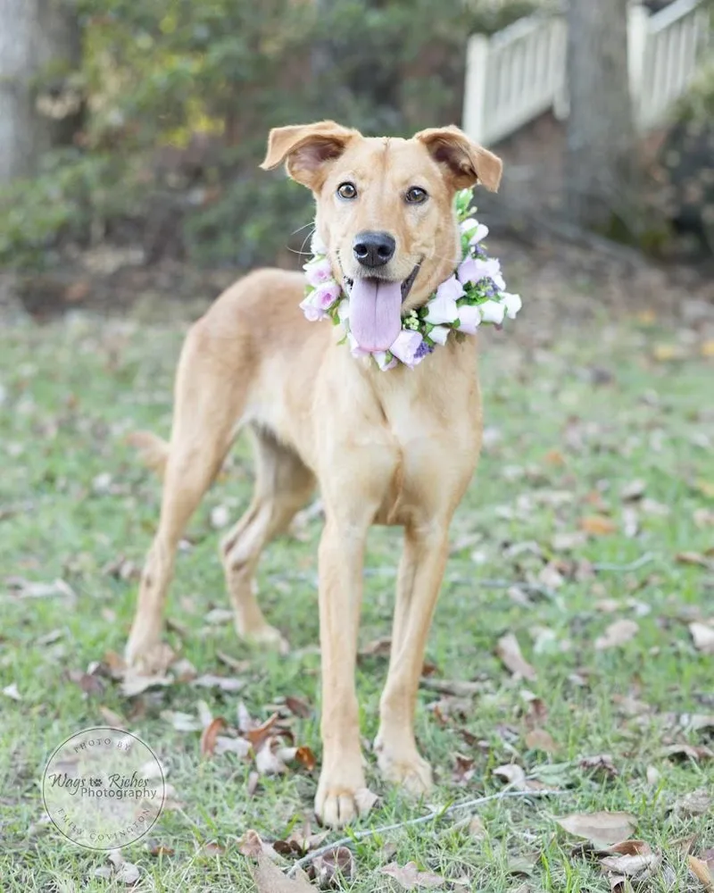 A baby medium-sized female Golden Retriever dog named Flower for adoption in Tuscaloosa, AL