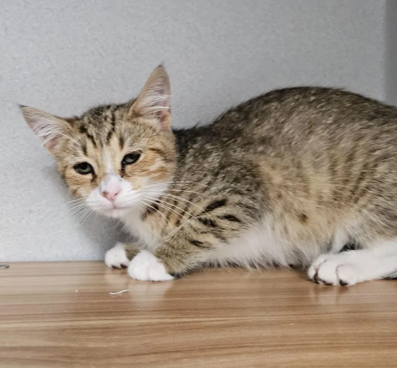 A young small-sized male Domestic Short Hair cat named Newt for adoption in Los Angeles, CA
