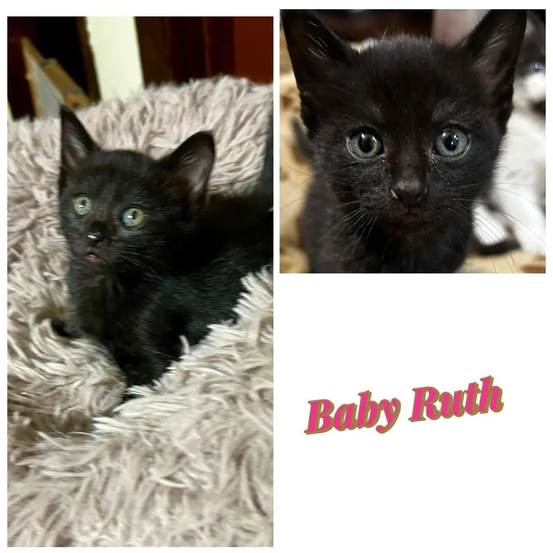 A baby medium-sized female Black Domestic Short Hair cat named Baby Ruth: Kk for adoption in White Bluff, TN