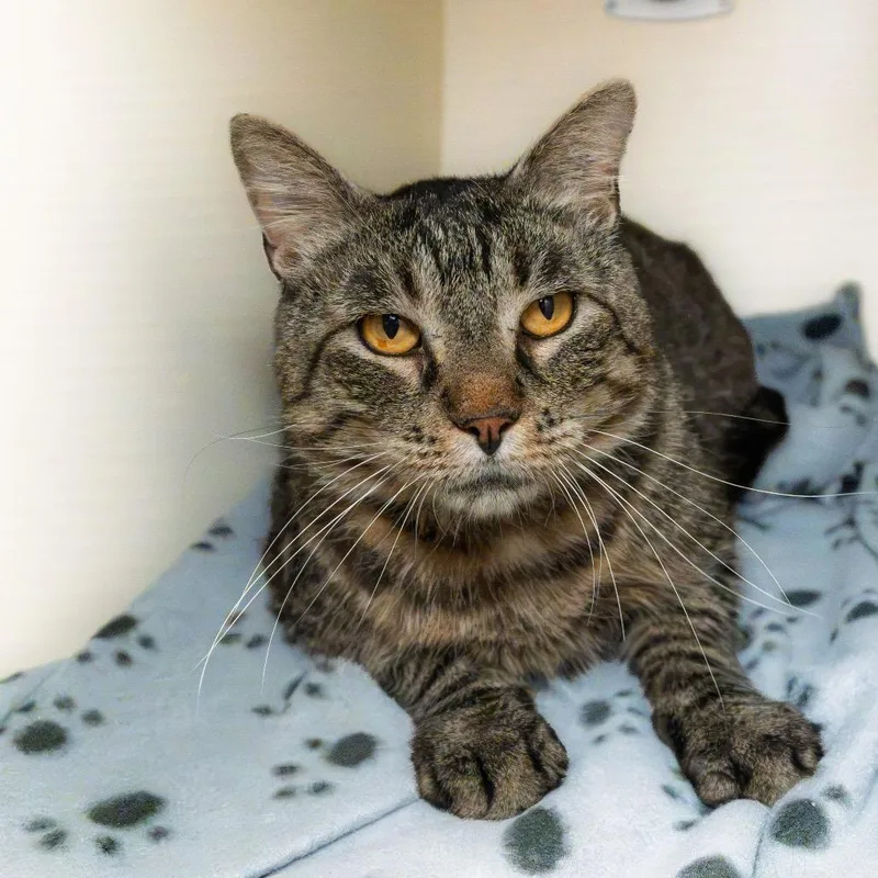 A young extra large-sized male Brown / Chocolate Domestic Short Hair cat named Hemi for adoption in South Elgin, IL