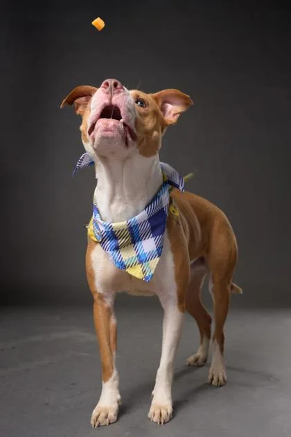 An adult medium-sized male Pit Bull Terrier dog named Redd for adoption in Atlanta, GA