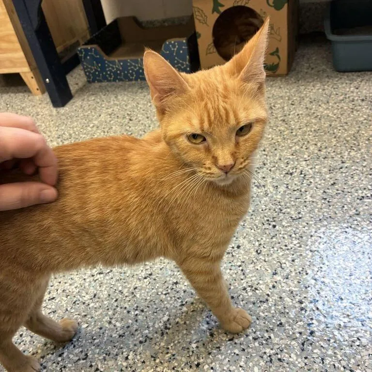 A senior medium-sized female Orange / Red Domestic Short Hair cat named Tamarind for adoption in Dayton, OH