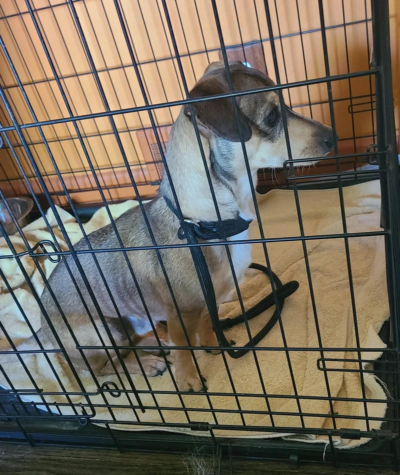 An adult medium-sized male Dachshund dog named Warren H for adoption in Hillside, IL