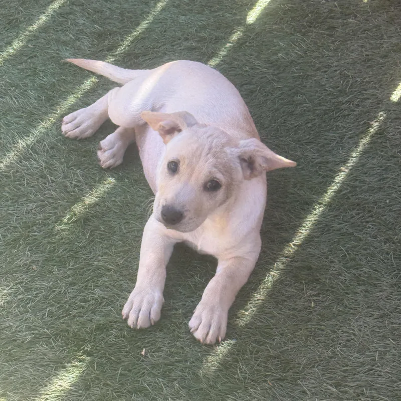 A baby small-sized female Terrier dog named Kylie for adoption in El Cajon, CA