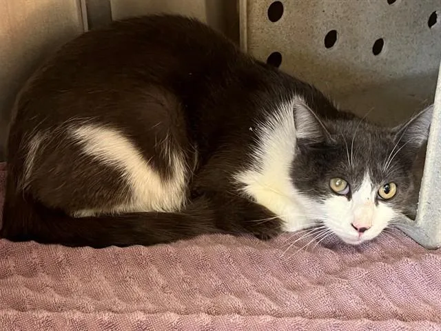 A young small-sized female Domestic Short Hair cat named Madeline for adoption in Thousand Palms, CA