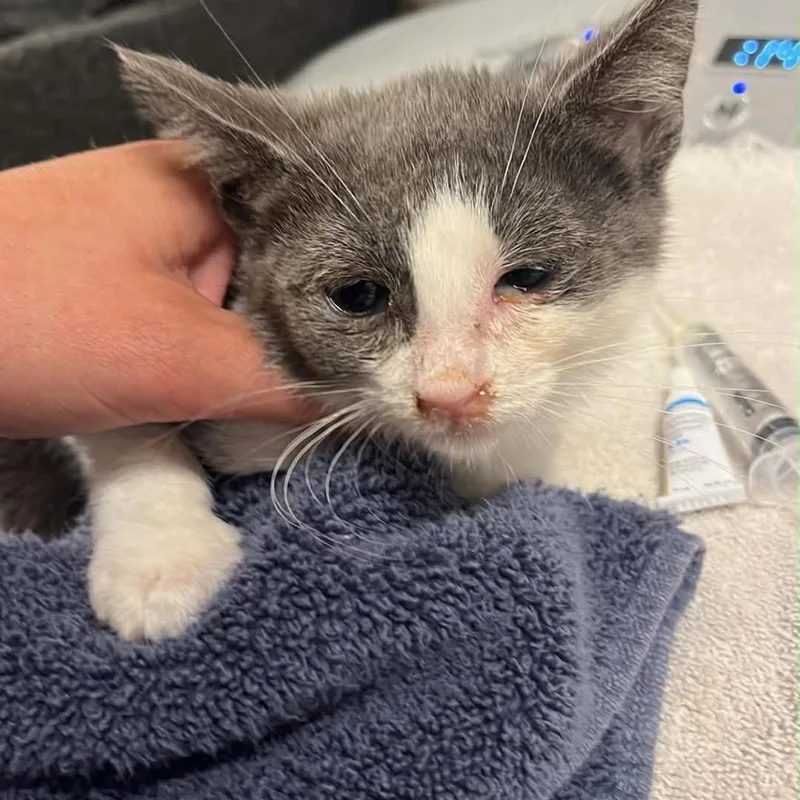 A baby small-sized female Gray / Blue / Silver Domestic Short Hair cat named Hazelnut for adoption in Pasadena , MD