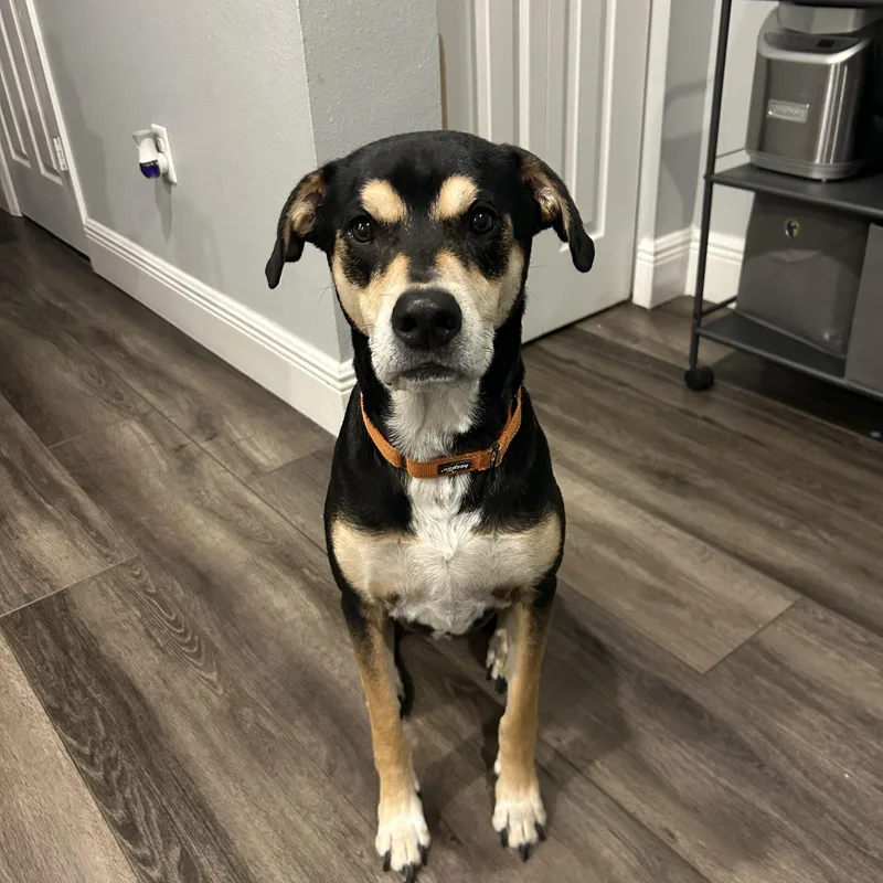 An adult medium-sized male Hound dog named Hedgie Aka Hedgehog for adoption in Bradenton, FL