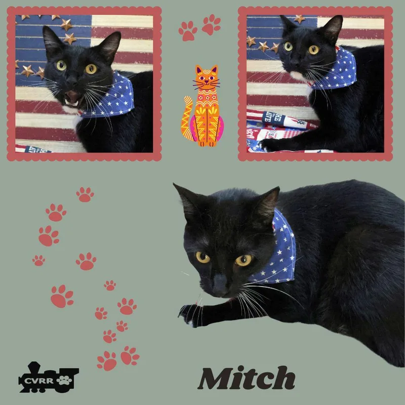 A young medium-sized male Domestic Short Hair cat named Mitch for adoption in LINDSAY, CA