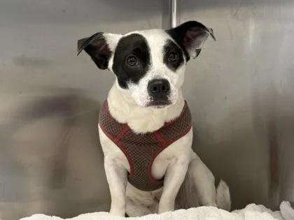 An adult small-sized male White / Cream Mixed Breed dog named Casio for adoption in Georgetown, TX