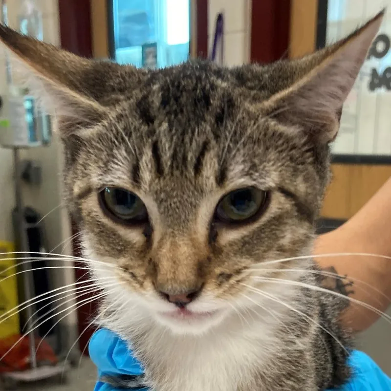 An adult medium-sized female Brown / Chocolate Domestic Short Hair cat named Raja for adoption in Lakewood, CO