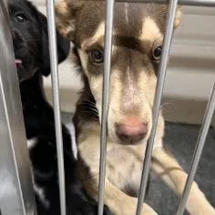A baby small-sized female Brown / Chocolate Mixed Breed dog named Phoebe for adoption in Buchanan Dam, TX