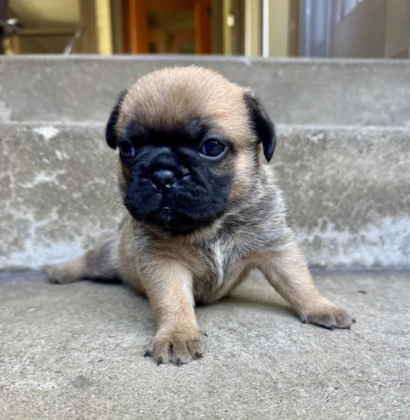 A young medium-sized female French Bulldog dog named Bristol for adoption in Valley Village, CA