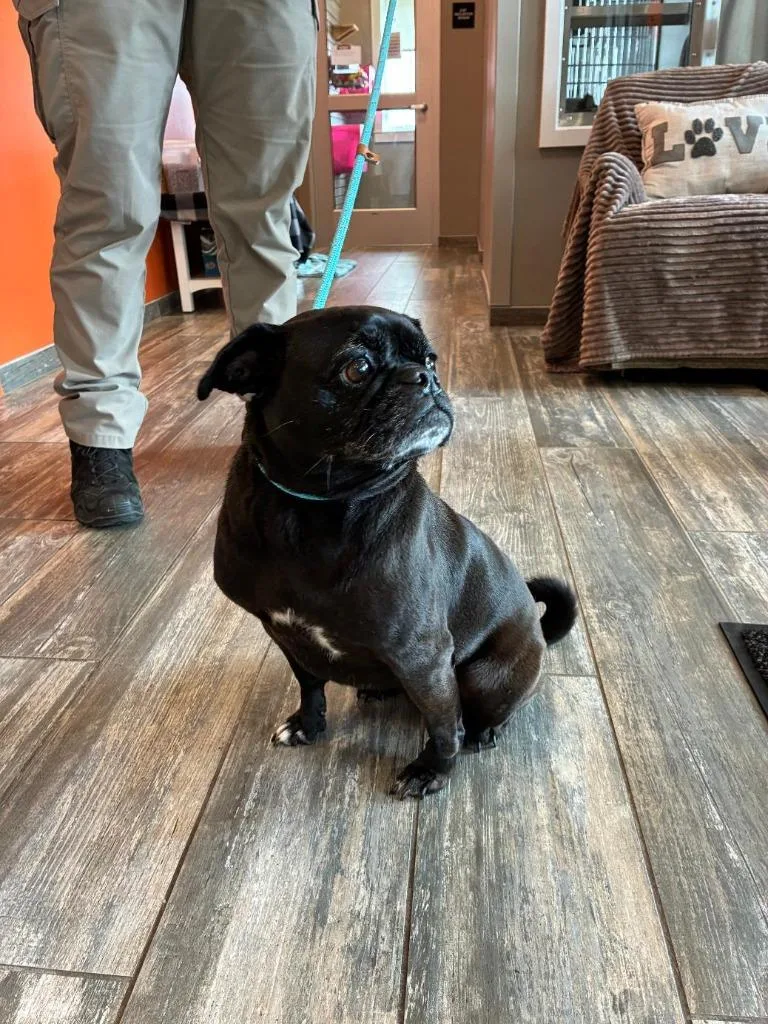An adult small-sized female Pug dog named Chloe Yrly for adoption in Sidney, OH