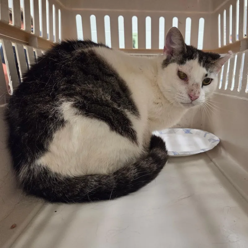 An adult medium-sized male White Domestic Short Hair cat named Carlson for adoption in Chattanooga, TN