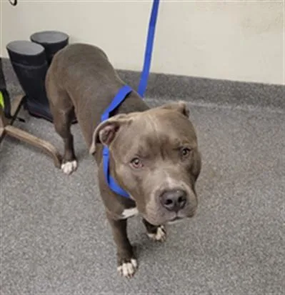 An adult large-sized male Pit Bull Terrier dog named Braxx for adoption in Los Angeles, CA