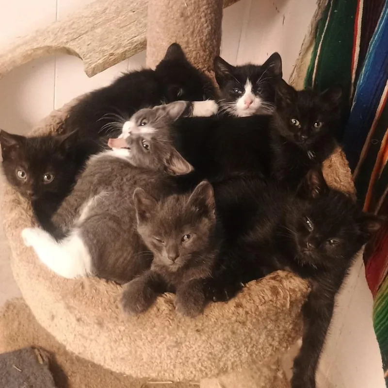 A baby small-sized female Black Domestic Short Hair cat named Amethyst for adoption in Chaska, MN