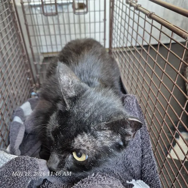 An adult small-sized female Domestic Short Hair cat named Cher for adoption in San Antonio, TX