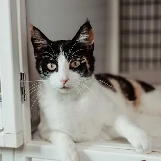 An adult large-sized female Domestic Short Hair cat named Cleopatra for adoption in Austin, TX