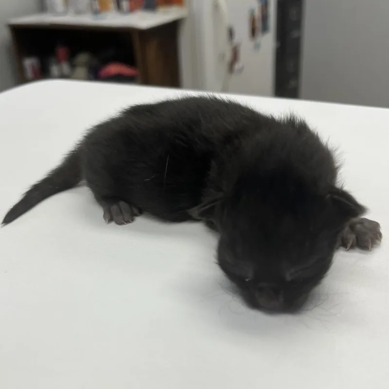 A baby small-sized female Black Domestic Short Hair cat named Sage for adoption in Morganfield, KY