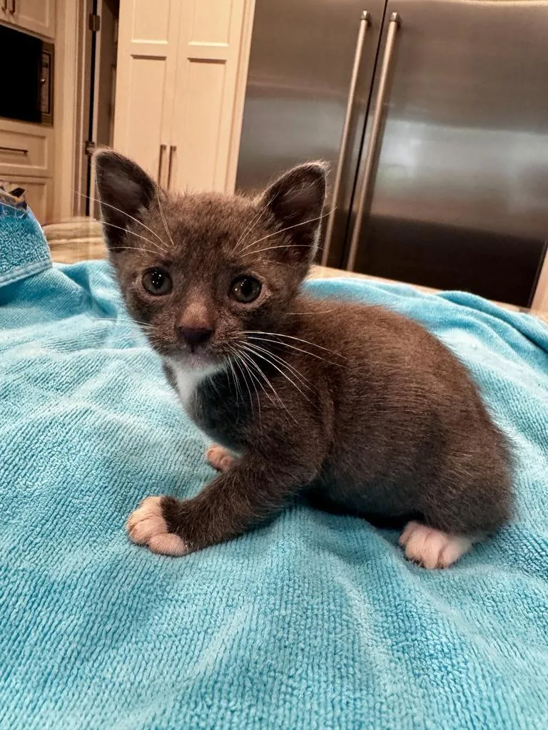 A baby medium-sized male Domestic Short Hair cat named Dk for adoption in San Antonio, TX