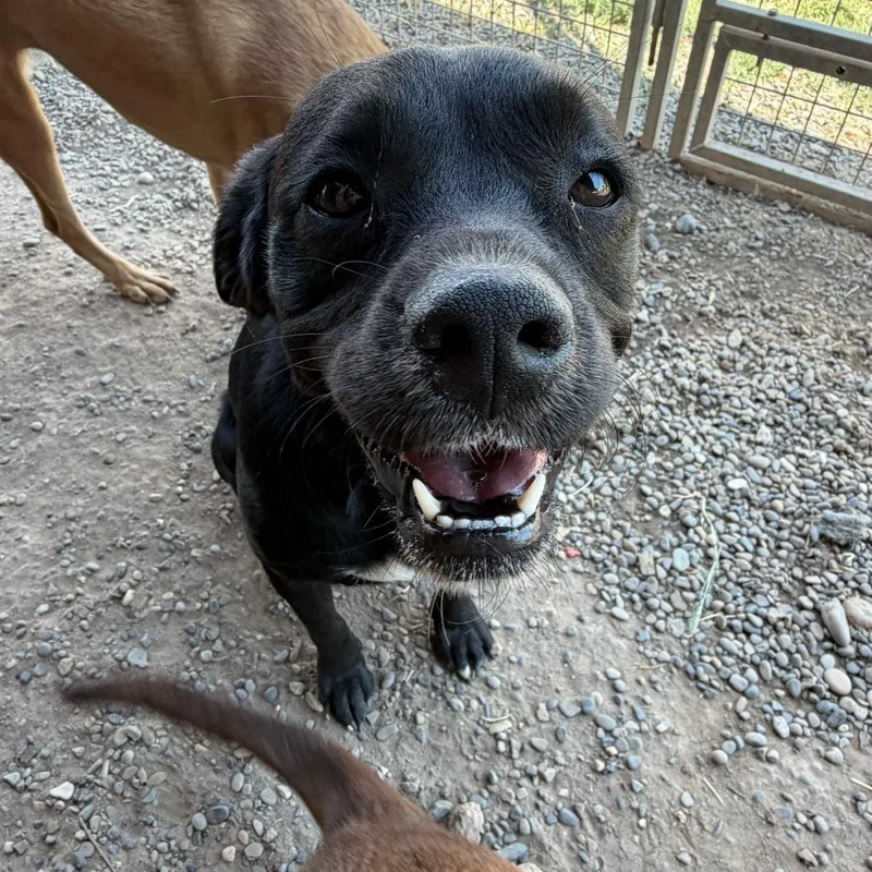 An adult small-sized female Black Cavalier King Charles Spaniel dog named Micah for adoption in Grand Junction, CO